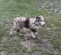 Beau, a male Australian Shepherd for sale in Warsaw, NC – 7 of 9