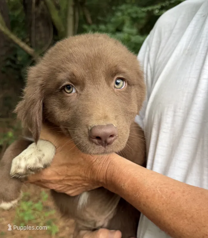 Roo  – Australian Shepherd puppy on hold in Warsaw, NC