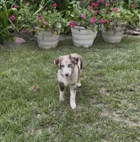 Beau, a male Australian Shepherd for sale in Warsaw, NC – 5 of 9