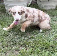 Maverick, a male Australian Shepherd for sale in Warsaw, NC – 2 of 6