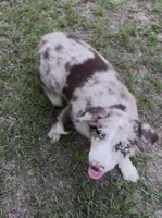 Beau, a male Australian Shepherd for sale in Warsaw, NC – 3 of 9
