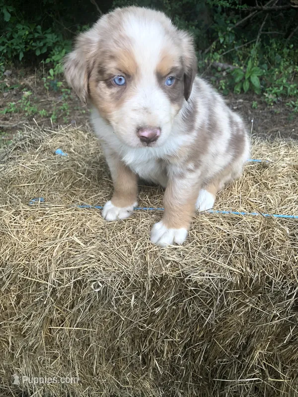 Roman – Australian Shepherd puppy for sale in Warsaw, NC