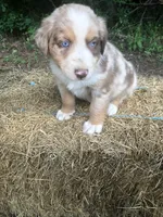 Roman, a male Australian Shepherd for sale in Warsaw, NC – 6 of 6