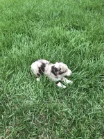Beau, a male Australian Shepherd for sale in Warsaw, NC – 5 of 7