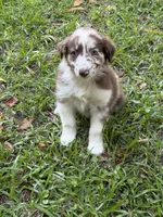 Cinder on hold, a female Australian Shepherd for sale in Warsaw, NC – 9 of 10
