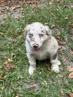 Finn on hold, a male Australian Shepherd for sale in Warsaw, NC – 2 of 8
