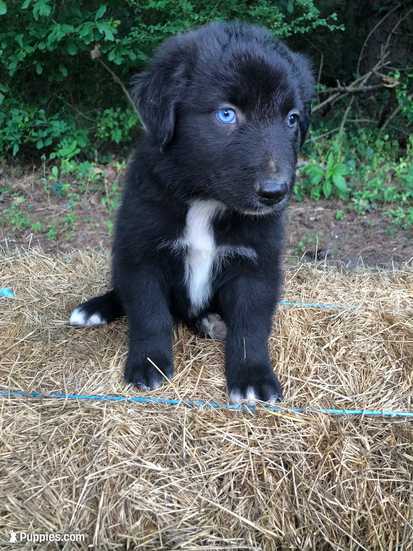 Cobalt on hold, a male Australian Shepherd for sale in Warsaw, NC – 2 of 9