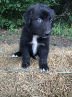 Cobalt, a male Australian Shepherd for sale in Warsaw, NC – 3 of 5