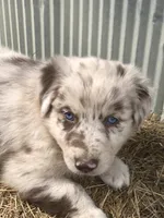 Finn, a male Australian Shepherd for sale in Warsaw, NC – 3 of 7