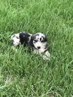 Stormie, a female Australian Shepherd for sale in Warsaw, NC – 6 of 7