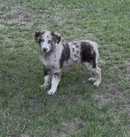 Beau, a male Australian Shepherd for sale in Warsaw, NC – 2 of 9