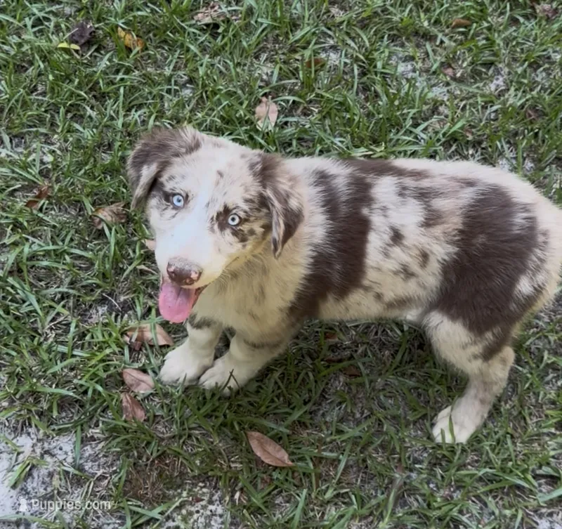 Beau – Australian Shepherd puppy for sale in Warsaw, NC