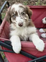 Cinder on hold, a female Australian Shepherd for sale in Warsaw, NC – 1 of 10