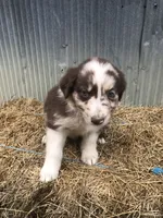 Cinder, a female Australian Shepherd for sale in Warsaw, NC – 2 of 5