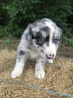 Skye, a female Australian Shepherd for sale in Warsaw, NC – 2 of 7