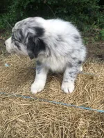 Skye, a female Australian Shepherd for sale in Warsaw, NC – 6 of 7