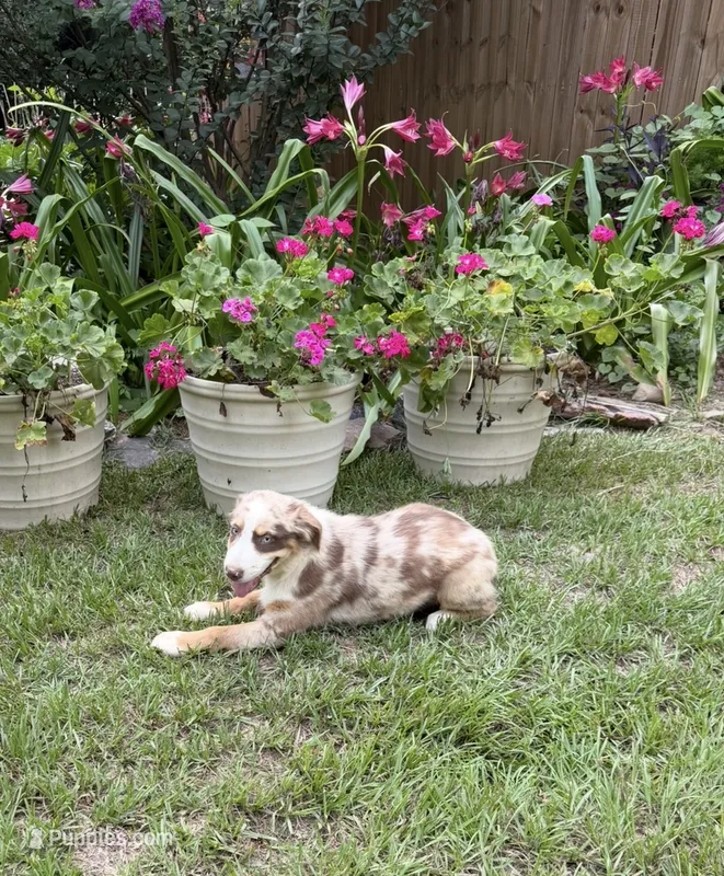 Maverick – Australian Shepherd puppy on hold in Warsaw, NC