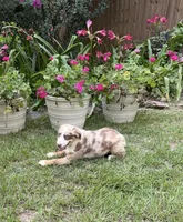 Maverick, a male Australian Shepherd for sale in Warsaw, NC – 1 of 6