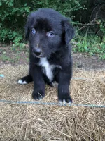 Cobalt, a male Australian Shepherd for sale in Warsaw, NC – 5 of 5