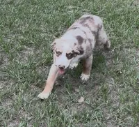 Maverick, a male Australian Shepherd for sale in Warsaw, NC – 4 of 6