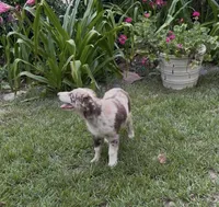 Beau, a male Australian Shepherd for sale in Warsaw, NC – 6 of 9