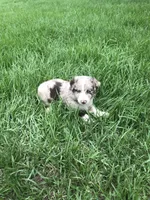 Beau, a male Australian Shepherd for sale in Warsaw, NC – 4 of 7