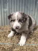 Beau, a male Australian Shepherd for sale in Warsaw, NC – 3 of 7