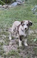 Beau, a male Australian Shepherd for sale in Warsaw, NC – 4 of 9