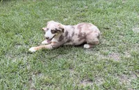 Maverick, a male Australian Shepherd for sale in Warsaw, NC – 5 of 6