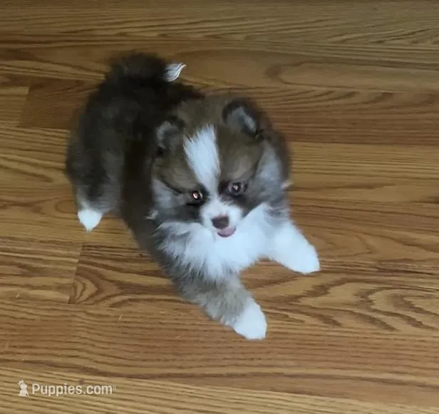 Jasper – Pomeranian puppy for sale in Warsaw, NC