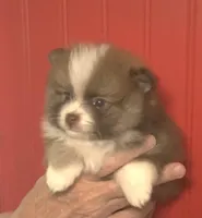 Jasper, a male Pomeranian for sale in Warsaw, NC – Photo 4 of 6