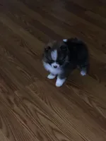 Jasper, a male Pomeranian for sale in Warsaw, NC – Photo 6 of 6