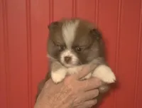 Jasper, a male Pomeranian for sale in Warsaw, NC – Photo 3 of 6