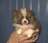 Jasper, a male Pomeranian for sale in Warsaw, NC – Photo 2 of 6