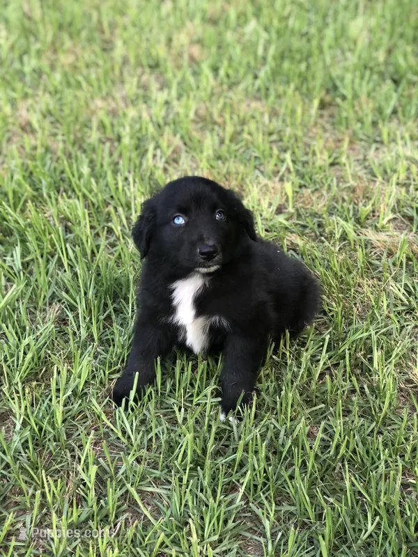 Cobalt – Australian Shepherd puppy for sale in Warsaw, NC