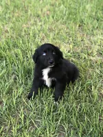 Cobalt, a male Australian Shepherd for sale in Warsaw, NC – 1 of 5