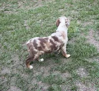 Maverick, a male Australian Shepherd for sale in Warsaw, NC – 6 of 6