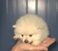 Polar, a male Pomeranian for sale in Warsaw, NC – Photo 4 of 7