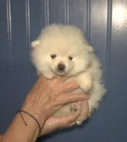 Polar, a male Pomeranian for sale in Warsaw, NC – Photo 6 of 7