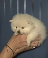 Polar, a male Pomeranian for sale in Warsaw, NC – Photo 2 of 7