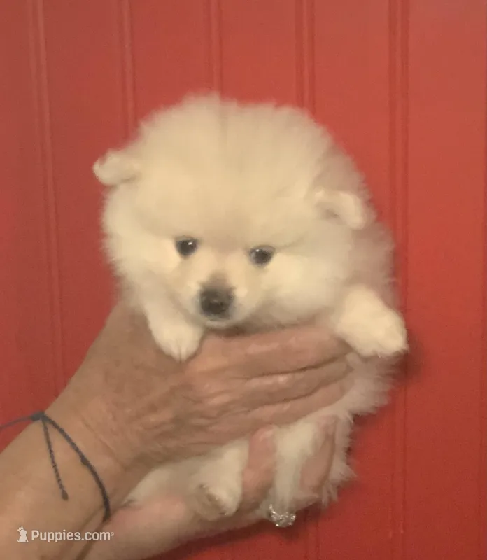 Polar – Pomeranian puppy for sale in Warsaw, NC