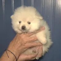 Polar, a male Pomeranian for sale in Warsaw, NC – Photo 5 of 7