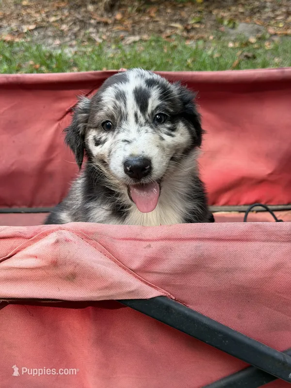 Stormie on hold – Australian Shepherd puppy for sale in Warsaw, NC