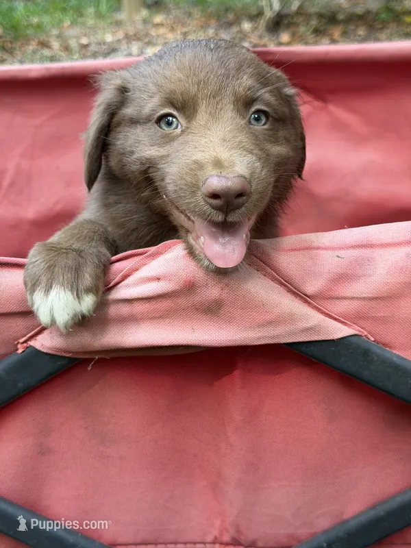 Roo on hold  – Australian Shepherd puppy for sale in Warsaw, NC