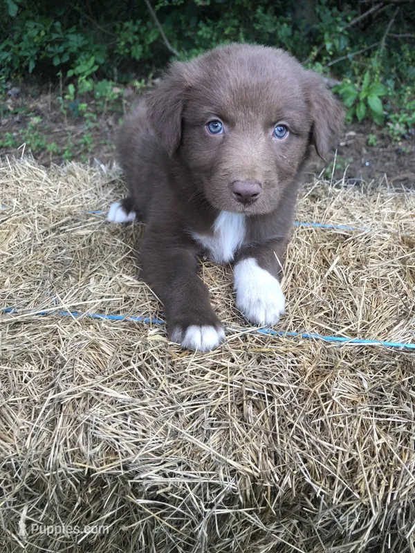 Roo – Australian Shepherd puppy for sale in Warsaw, NC