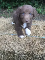 Roo, a male Australian Shepherd for sale in Warsaw, NC – 1 of 5