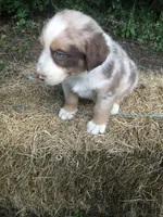 Roman, a male Australian Shepherd for sale in Warsaw, NC – 4 of 6