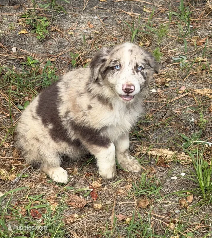 Beau – Australian Shepherd puppy for sale in Warsaw, NC