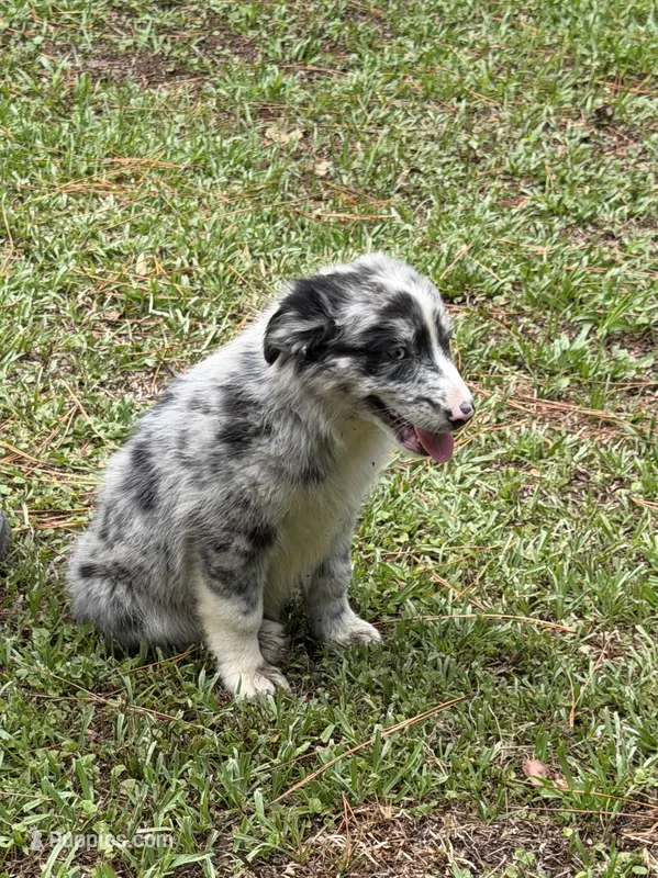 Skye – Australian Shepherd puppy for sale in Warsaw, NC