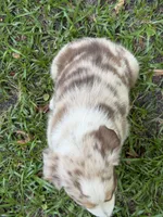 Maverick , a male Australian Shepherd for sale in Warsaw, NC – 6 of 10